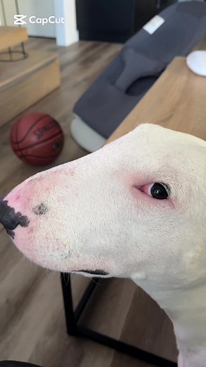 Understanding the English Bull Terrier Breed Traits