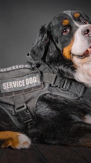 54 reactions | At Justice Speaks, our mission is to educate our society on the appropriate response to service dogs and their handlers whether or not their disabilities are visible.  Click to learn more. | Justice Speaks | Facebook