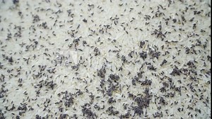 Rice that has been eaten by insects. Rice weevil is a pest of small grains preserved that attack a wide variety of grains including rice. Footage video B roll scene.