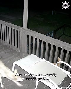 25K views · 243 reactions | Brave Cat Puts Up A Fight With Coyote | We Love Animals | Facebook