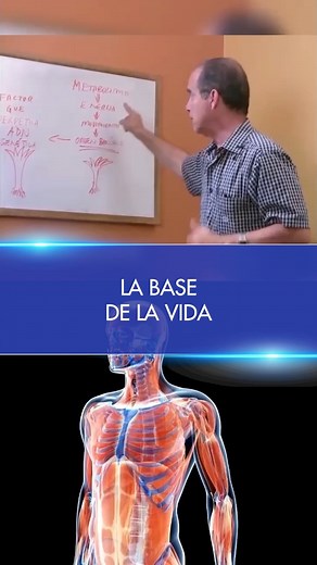 24K views · 822 reactions | No subestimes el poder del metabolismo: no solo opera en procesos naturales, ¡también es la fuerza detrás de cada acción que realizamos!  Desde caminar hasta comer, nuestro metabolismo es el motor que impulsa nuestro cuerpo. Descubre su papel crucial junto a Frank Suárez. #MetabolismoEnAcción #EnergíaVital #MovimientoContinuo | Frank Suárez | Facebook
