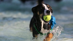 Swimming with dogs in Northern Colorado: Where to go and how to keep your pup safe