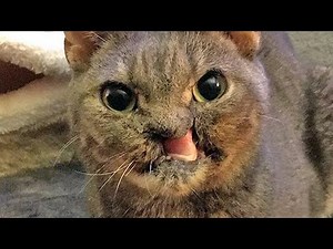 Meet Zapp, The Adorable Cat Who Survived Being Electrocuted As A Kitten