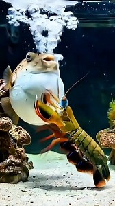 Tiny rainbow predator, what makes it unstoppable? #reels #wildanimals #mantis | REEF TANK Paradise