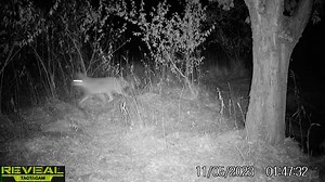 Fox or coyote? This one is a little tricky to tell at first glance but there are couple of telltale characteristics that confirm its identification. Make a guess and check below to see if you were right. - - - - - - - - - - - - Answer: Coyote. Its overall larger size and dark spot on the tip of the tail are good clues. | Grand Traverse Regional Land Conservancy
