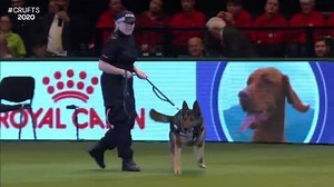 This is why you don't run from police dogs...🚨🐶 | Crufts
