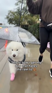 316K views · 7.5K reactions | Two weeks of rain demands extreme solutions ☔️️ . . . #rainydays #weeklyfluff #samoyed #cutedog #fluffydog #dogsofinstagram #wetdog #rainyseason #dogboots | N U B E | Facebook