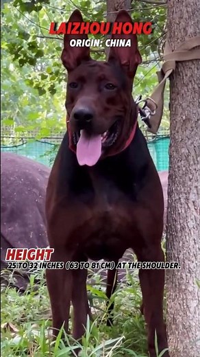Laizhou Hong The Majestic Chinese Guardian Transformation & Facts! 🐕✨ #dogbreed #viral #shorts #dog