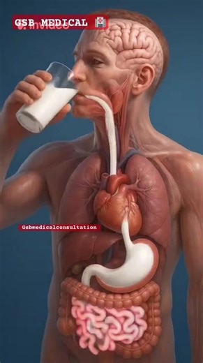 The Journey of Milk: From Sip to Absorption of the body