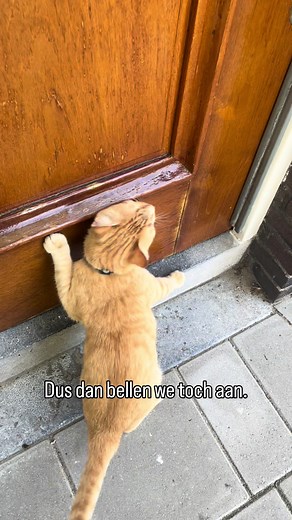 Dit schatje wil naar binnen. Dan bellen we toch aan. ❤️ #catsoftiktok #cat #catlovers