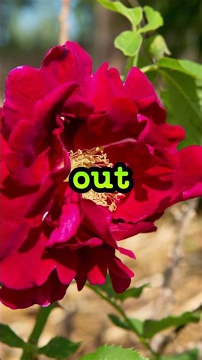 Fever Dream (Beach Reggae Cover) 🌊 Late Night Island Vibes