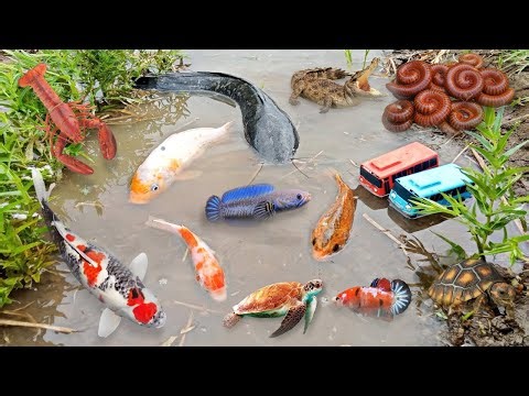 Colorful surprise eggs lobster snake cichlid betta fish turtle butterfly fish goby fish