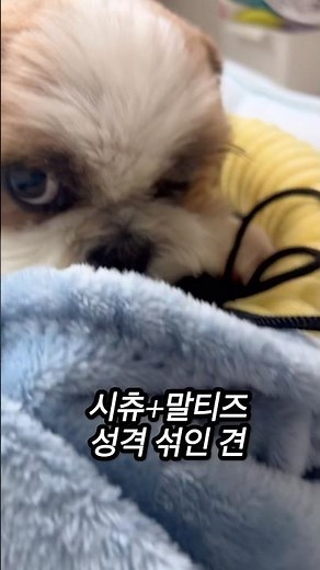 시티츄 🐶🐾 #시츄강아지 #동물농장강아지 #시츄일상 #pets #애견영상 #cute #시츄 #시츄사랑 #반려견 #솜뭉치 #말티즈 #시츄미용 #강아지일상
