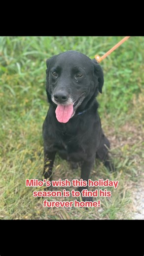 5.2K views · 79 reactions | Looking for the goodest boy???? Meet Milo! Smart, loving, playful! He loves playing and is a great walker. Come out to meet this gorgeous boy. We have a goal to get ALL of our animals Home for the Holidays! You can by adopting and sharing our posts! https://www.bartholomewhumane.org/adoptable-dogs ipdsyn | Bartholomew County Humane Society | Facebook