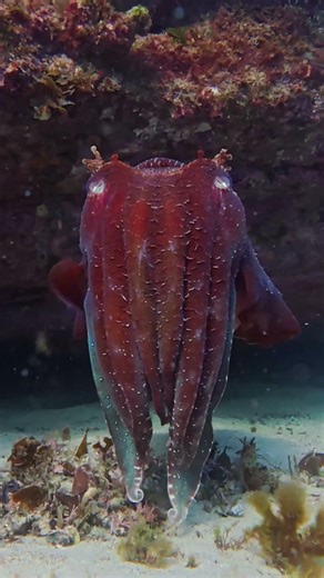Born Ready: The Alien Life of Cuttlefish