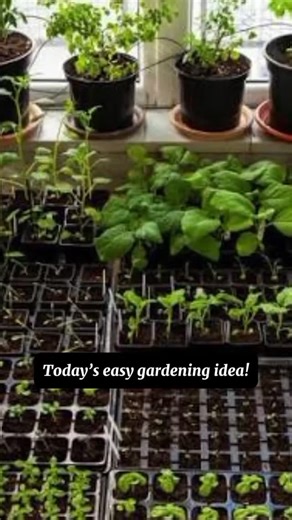 Start your winter garden the easy way! ❄️🌱 A seedling tray keeps your plants organized, healthy, and growing fast. Simple steps, quick results — perfect for beginners!” #foryou #foryoupage💙 | Defence Gardens