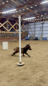 23K views · 9.9K reactions | Momma Icy (Shetland pony) still loves her lil’ baby mule aka MikeyTheMule but she’s learned where to stand when her sassy little mule baby gets the zoomies. By the way…he’s obviously watched lots of barrel racers doing barrels and barrel drills from his stall that overlooks the arena and he clearly has barrel racing and rodeo dreams. #mule #barrels #mules #NFR #shetlandpony #barrelracing #enchantedhollowstables | Mary Sansevere | Facebook