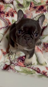 3.8K views · 10K reactions | I just can't get over how adorable these babies are 珞珞珞珞 #ruff #fypシ #bark #frenchielife #frenchie #vols #frenchieworld #cutepuppy | Blue Buddha Frenchies LLC | Facebook