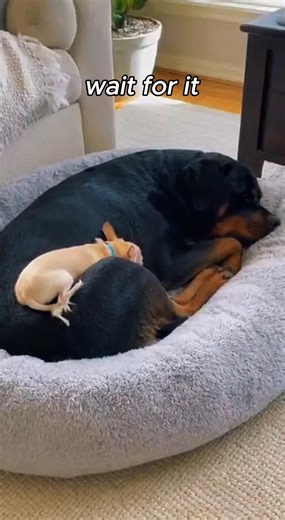 Rottweiler let's out a huge fart, chihuahua wasn't having it 😅😅😅 #chihuahua #rottweiler #usreels #USAanimals #animallover | Tiny Paws