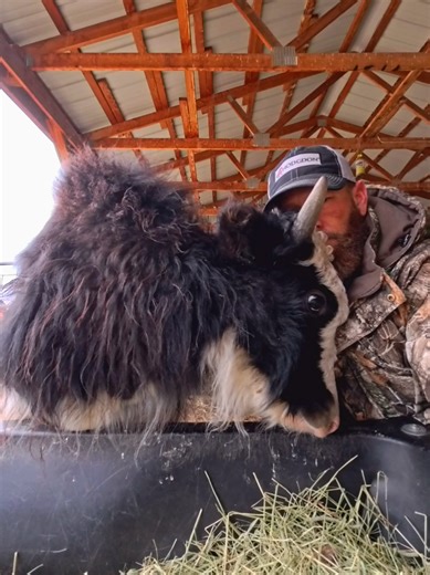 Yak Facts how do yaks survive at such high altitude with little oxygen? #yakfacts #yak #lungs #highaltitude #fluffy