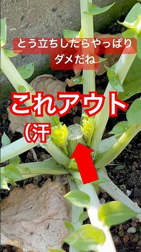 [Radish] It looks like it's about to bloom! #radishcultivation