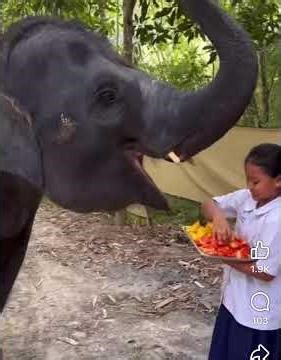 girl gets elephant kiss 😊😊😊💕💕