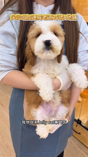 @pettogo_cwb on Instagram: "可卡布專門店就在尖沙咀 #petshop #hkpetshop #hkpet #香港寵物店 #cockapoo"