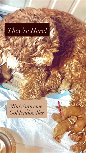 Beautiful Doodles ❤️🐩 | They’re here! The Amazing, Unique & very Beautiful Mini Supreme Goldendoodles! Not sure what the Supreme Goldendoodle is, we’ll explain it... | Instagram