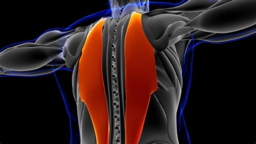Starker Musculus erector spinae sorgt für bessere Körperhaltung und weniger Rückenschmerzen