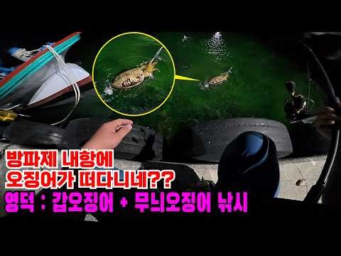 8월 내항에 갑오징어가 나온다고?. 영덕에서 즐기는 갑오징어 무늬오징어 낚시 (동해 낚시)
