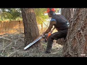 Tree Cutting for the Professional Home Owner