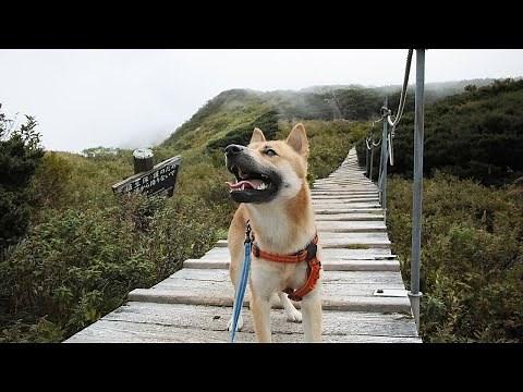 【中国地方最高峰】山陰柴犬が大山を登る