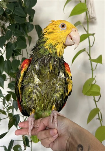 Amazon Parrot on TikTok