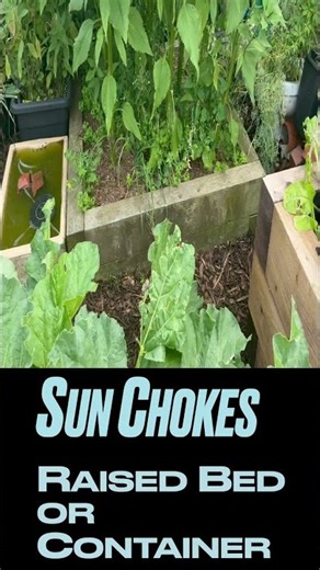 Sun chokes experiment
