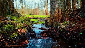 Waterfall, Stream, River. Free Stock Video