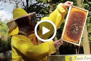 Hotel delle api: l'apicoltore croato che affitta gli alveari in cambio del miele prodotto per conservare la biodiversità