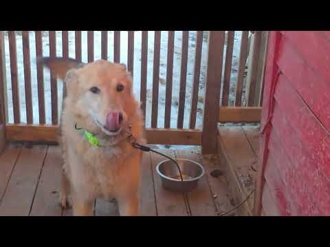 CINDER WOLF SHEPHERD RESCUE