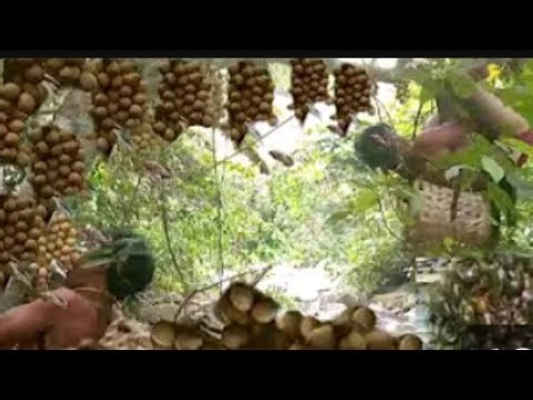 Catch & Cook: Fresh Bottle Snails Turned Into a Delicious Outdoor Meal