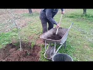 Ιδανική φύτευση ελαιοδένδρων σέ ξηρική καλλιέργεια.