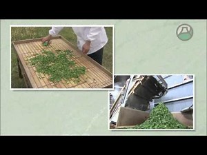 煎茶の製造工程（新茶･荒茶）