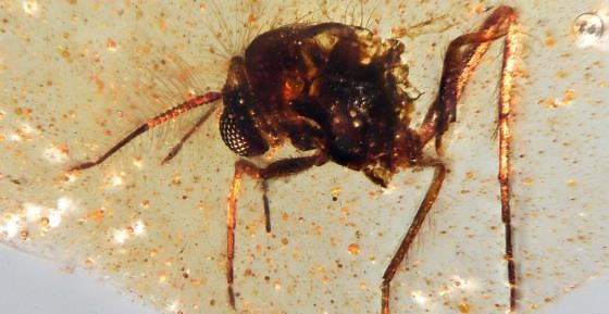 Fossilized insects in amber uncovered for the first time in South America