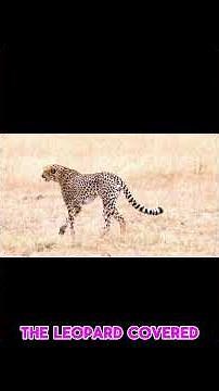 This Leopard Jumps Over a River—In Slow Motion! 🐆🌊🎥