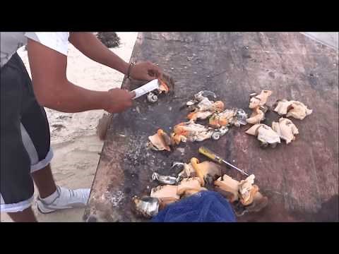 Conch Shell - releasing the meat