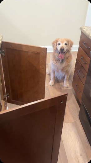 Calvin has learned to close open doors. Quite violently!! | FluentDog Training