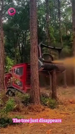 The Tree That Vanished: The Most Powerful Chainsaw I’ve Ever Seen