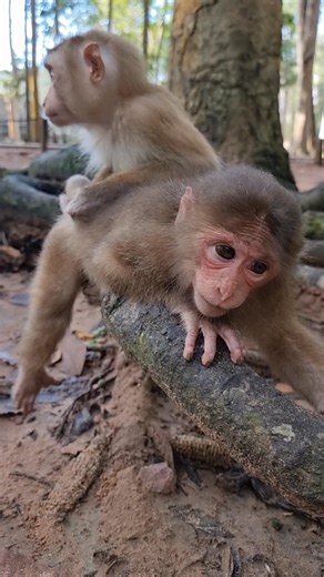 Good relationship baby Sambo to baby Baila | Monkey Care