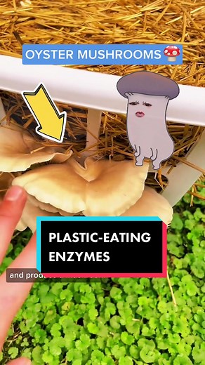 Natural Plastic Decomposition Accelerated by Wax Worms