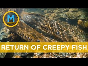This alien-like fish is making a comeback in Oregon | Your Morning
