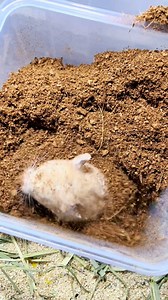 98K views · 2.9K reactions | Dig, dig, dig—once you're tired, you'll have no energy to escape. Dig as hard as you can, and if this isn't enough, I'll give you a bigger digging bowl 藍 | Hamster Knight | Facebook