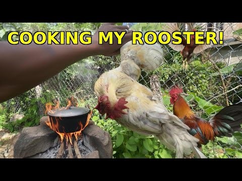 I Cooked My Backyard Rooster Over Fire (Catch Clean Cook)